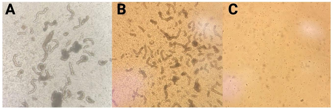图2-3：酶解过程的细胞形态验证