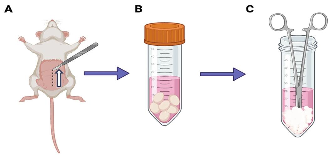 图5：啮齿类(小鼠 / 大鼠)睾丸收集