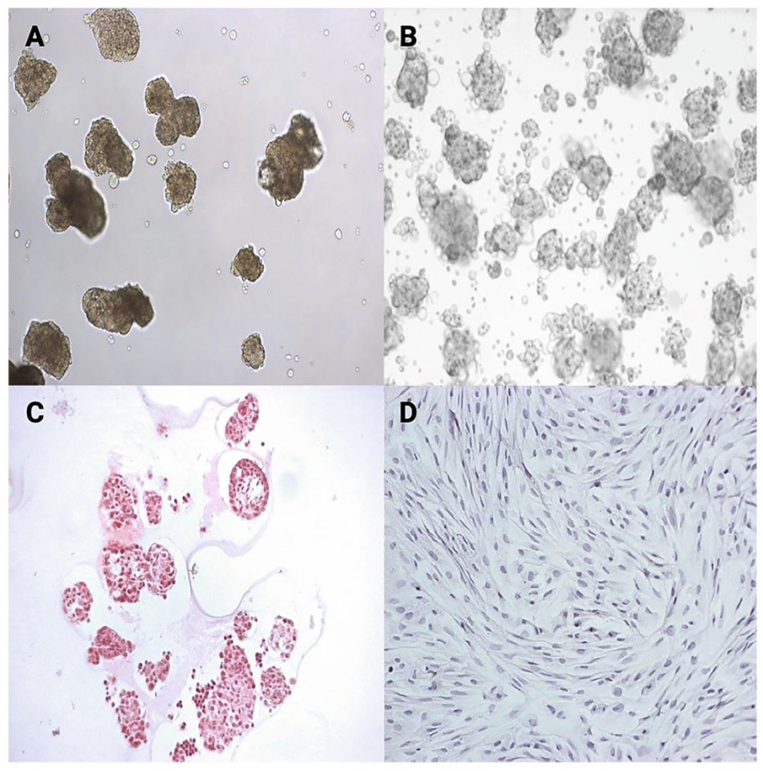 图6：SCs 培养形态