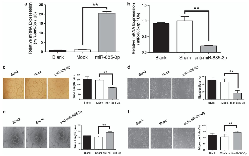 图1:miR-885-3p 在体外抑制血管生成