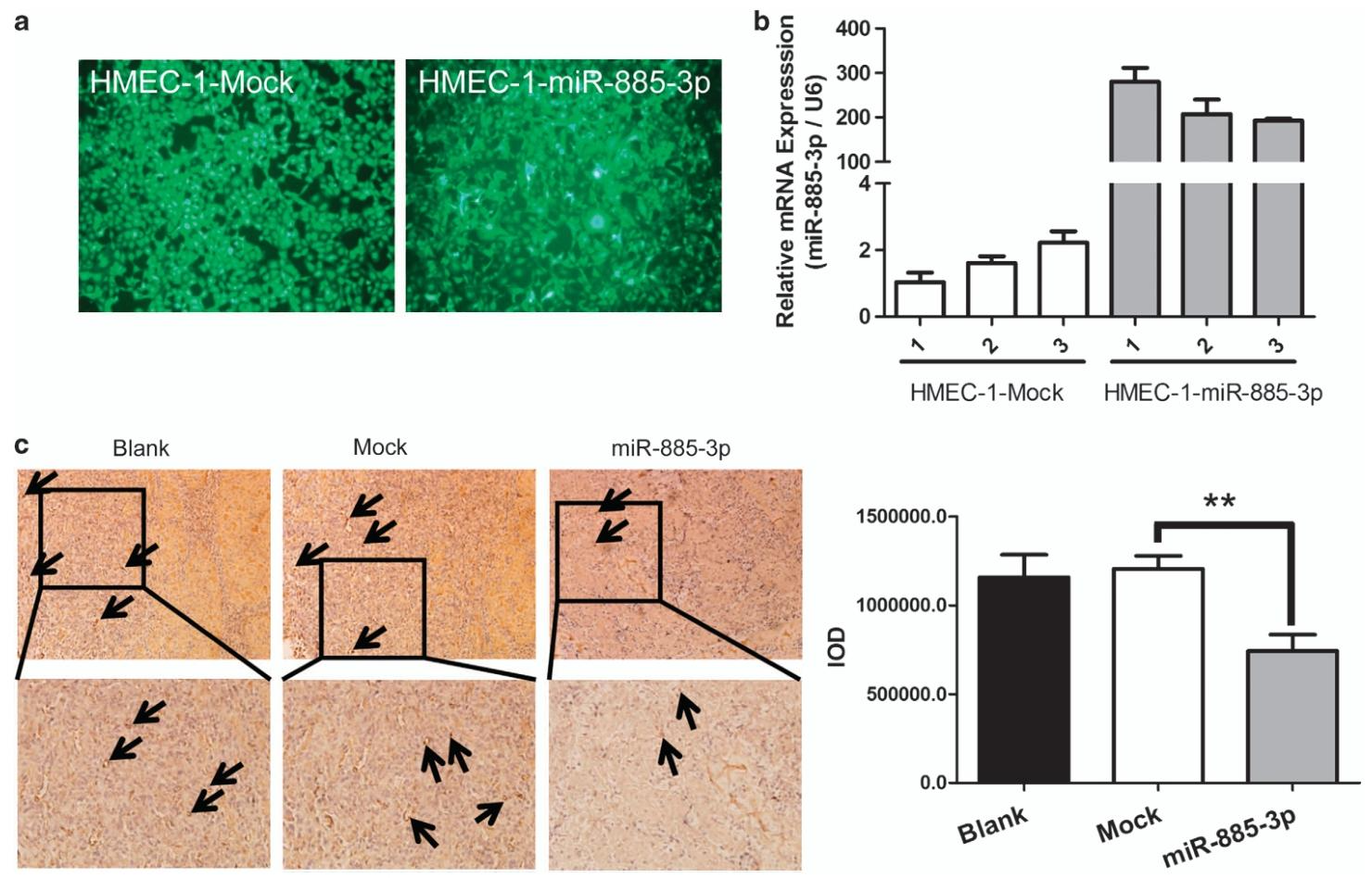 图2:miR-885-3p 在体内抑制血管生成