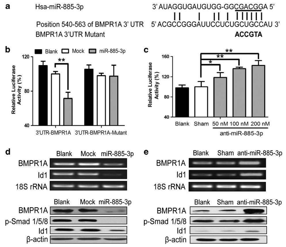 图3:miR-885-3p 直接靶向 BMPR1A 3'UTR 并在 HMEC-1 细胞中阻断 BMP/Smad/Id1 信号通路