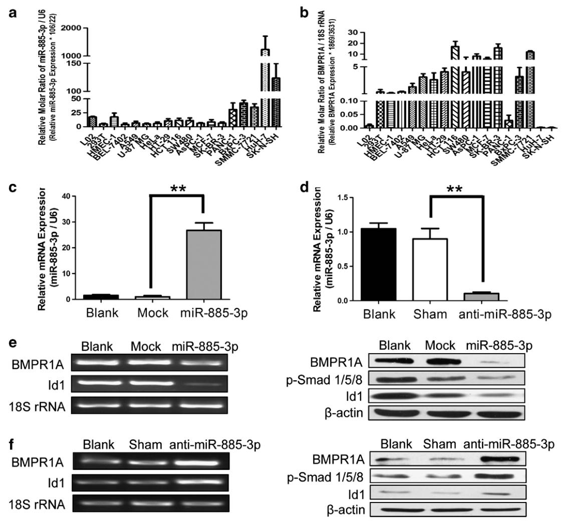 图5:miR-885-3p 与 BMPR1A 表达呈负相关,且在 HT-29 结肠癌细胞中抑制 BMPR1A 表达和 BMP/Smad/Id1 信号通路
