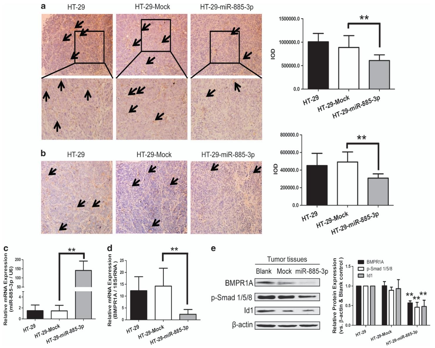 图7:miR-885-3p 在 HT-29 异种移植物中抑制血管生成并阻断BMP/Smad/Id1 信号通路