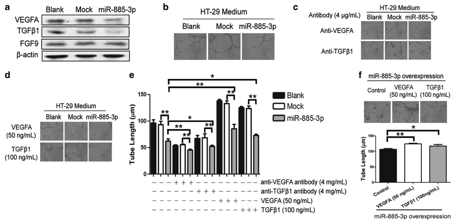 图8:miR-885-3p 通过阻滞 BMPR1A 和 BMP/Smad/Id1 信号通路介导的抗血管生成作用强于通过 VEGFA、TGFβ1 等细胞因子的作用