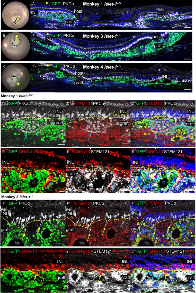 图 3：Islet-1⁻/⁻ ROs 缺失 ON-BCs 且宿主 BCs 伸入