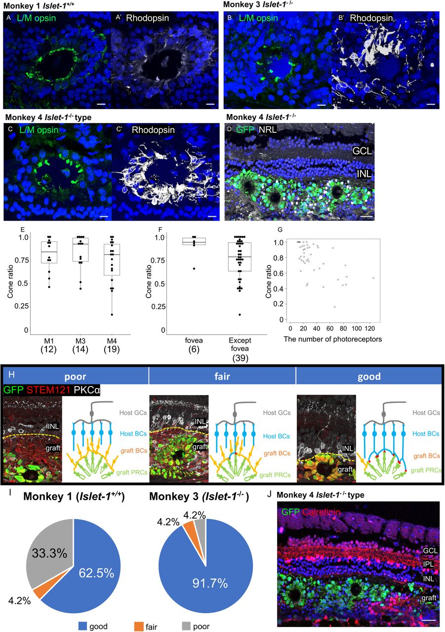 图 4：锥状光感受器比例与宿主 - 移植物接触效率