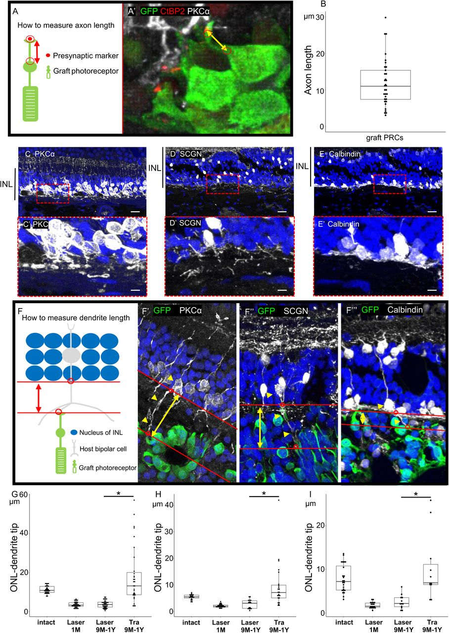 图 5：宿主 BCs 树突在移植后延伸