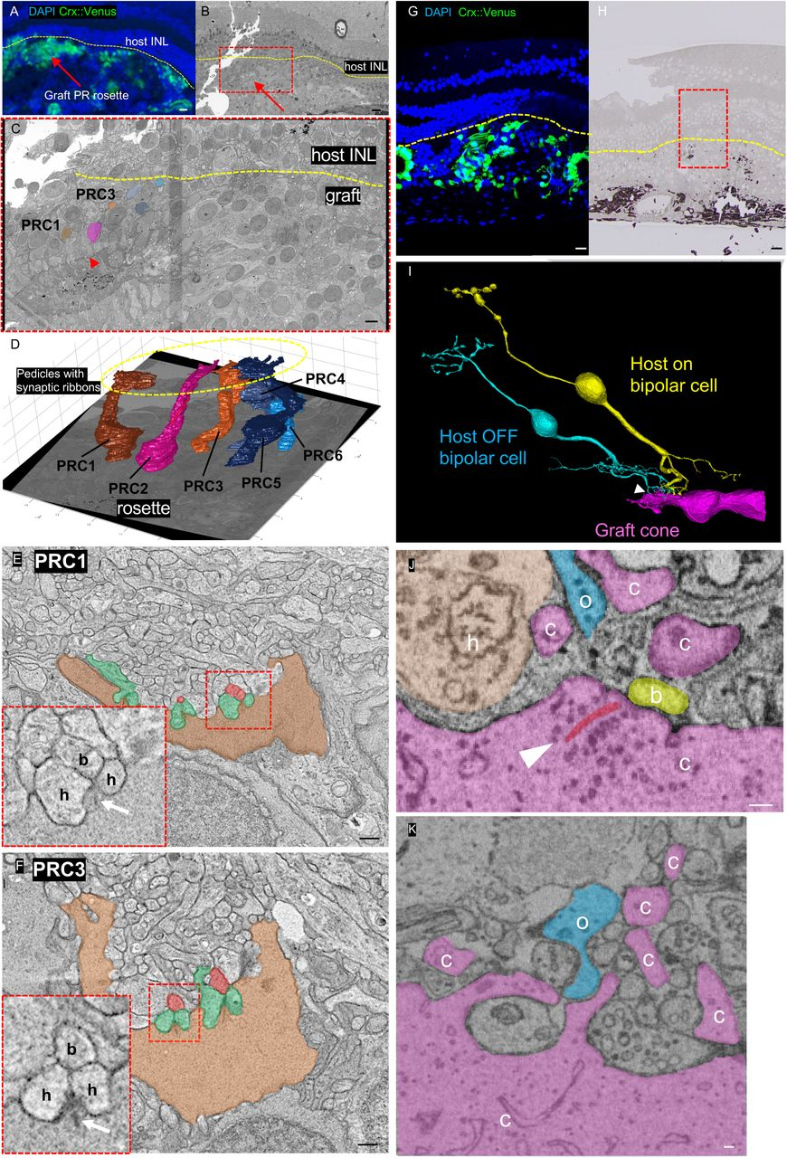图 7：电镜证实 canonical 突触结构