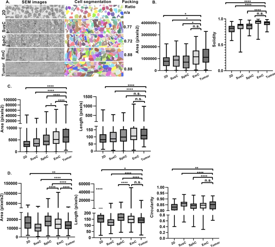 图 2：EmC 超微结构贴近体内肿瘤