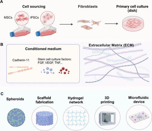 图 3：滑膜类器官的构建流程