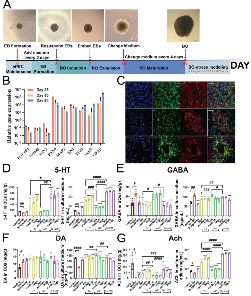 图 1:Th+WP 调节脑类器官应激模型的神经递质