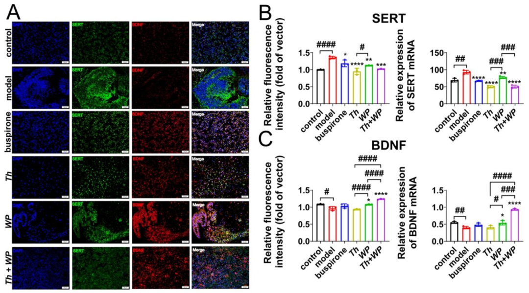 图 2:Th+WP 调节类器官的 SERT 和 BDNF 表达