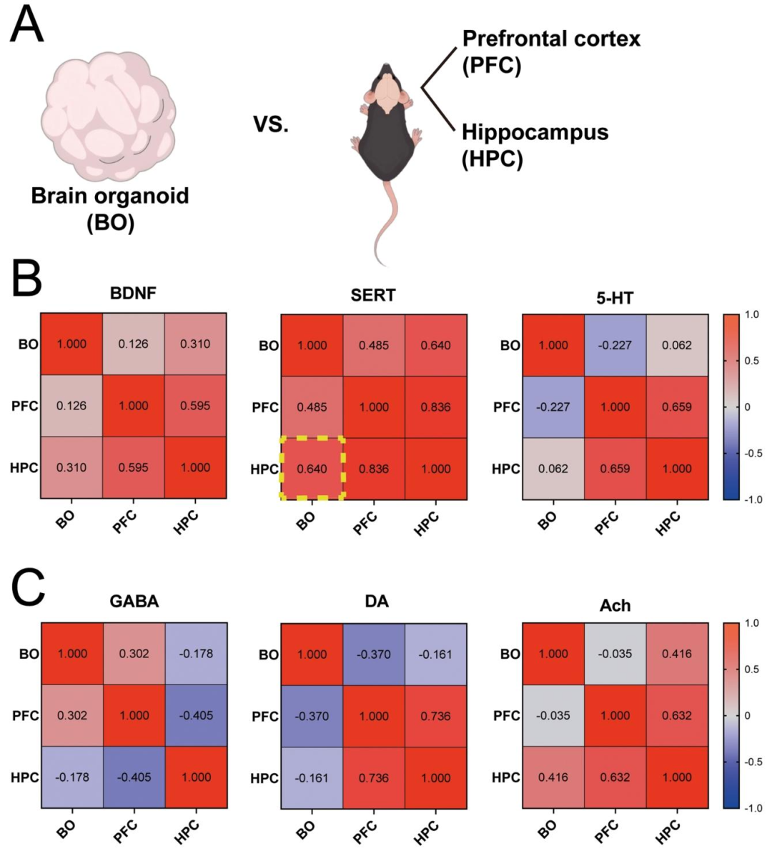 图 6:SERT 与应激 / 认知指标的相关性