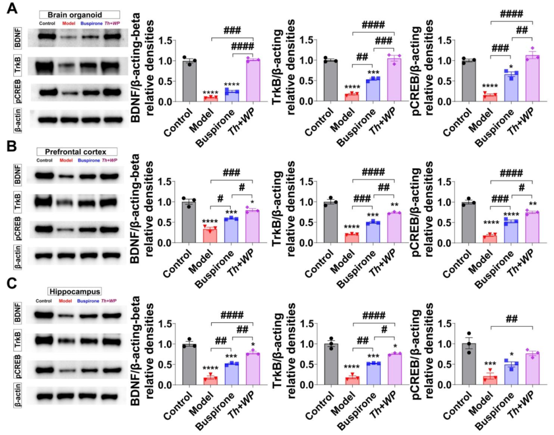 图 7:Th+WP 激活 BDNF-TrkB-CREB 通路