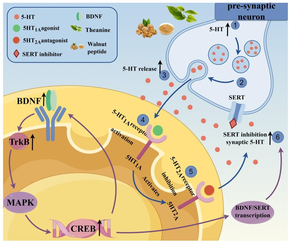 图 8:Th+WP 作用机制示意图
