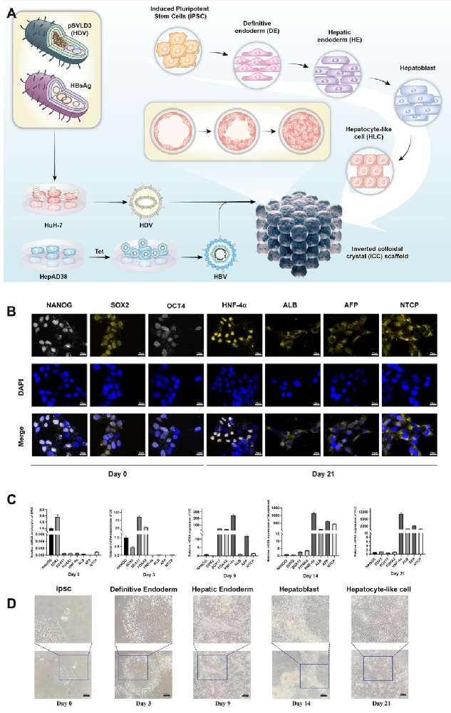 图 1:iPSCs 分步分化为 HLC