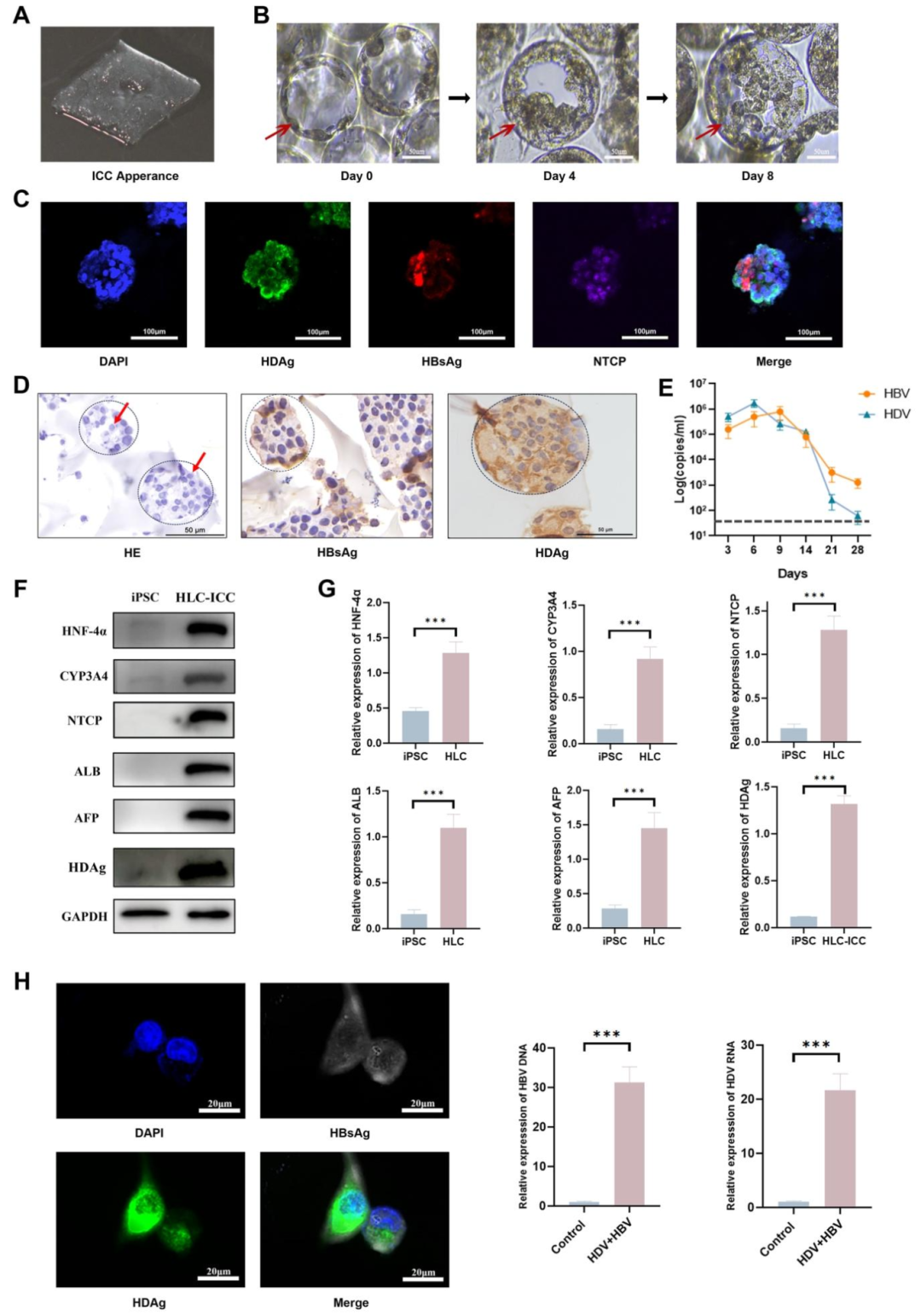 图 2:HBV/HDV 共感染肝类器官构建与验证