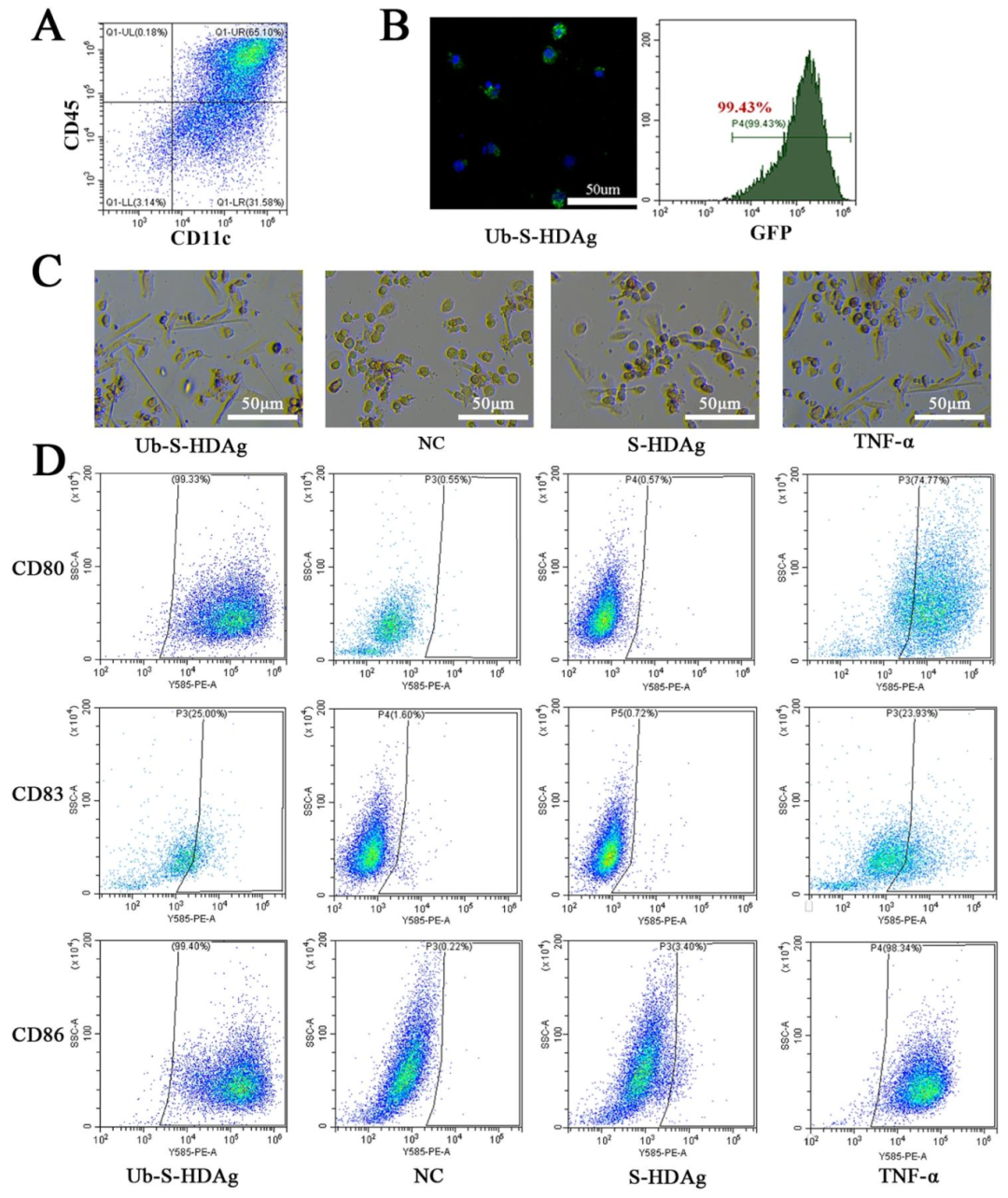 图 3:Ub-S-HDAg 诱导 DC 成熟