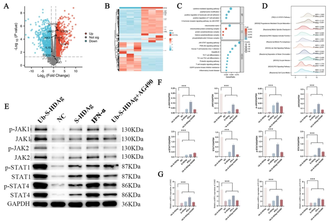 图 4:Ub-S-HDAg 激活 CD8⁺T 细胞的 JAK/STAT 通路