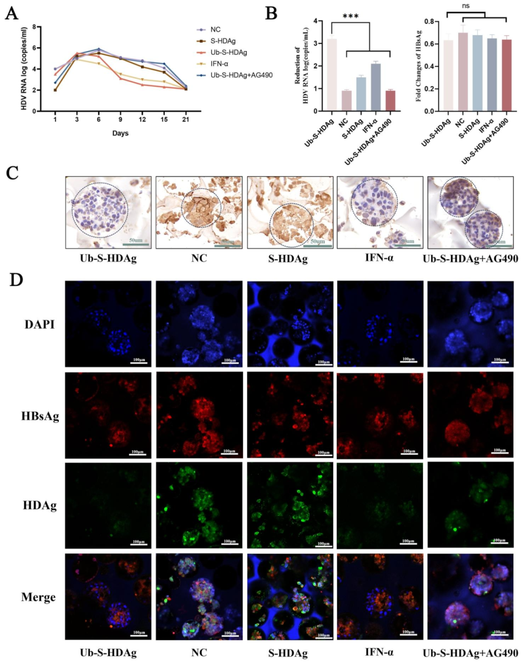 图 6:Ub-S-HDAg 抑制肝类器官中 HDV 复制