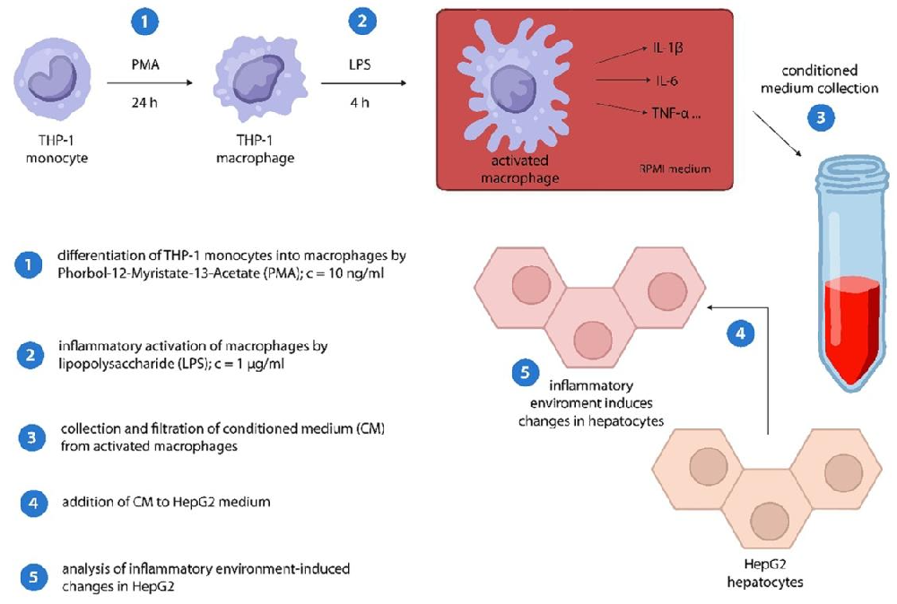 图1：THP-1 细胞条件培养基(CM)制备流程示意图
