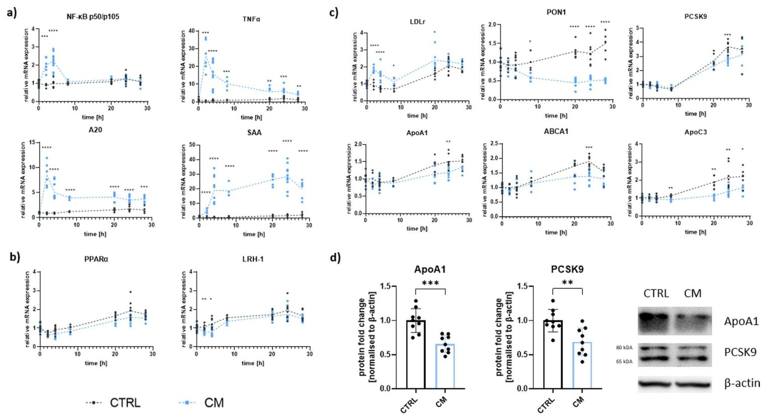 图4：CM 处理后 HepG2 细胞基因和蛋白表达的时间依赖性变化