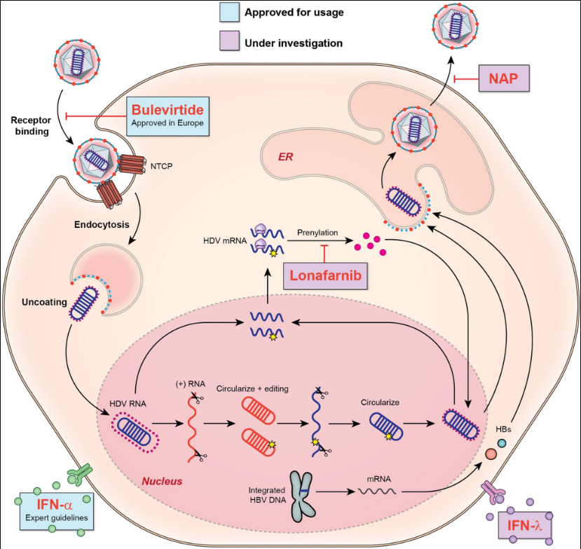 图1:HDV 生命周期及药物作用靶点示意图