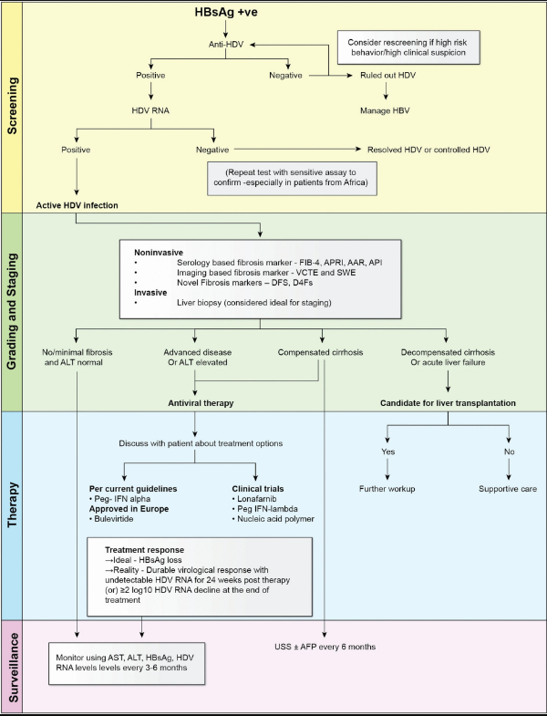 图2:HDV 感染的诊断与管理流程示意图