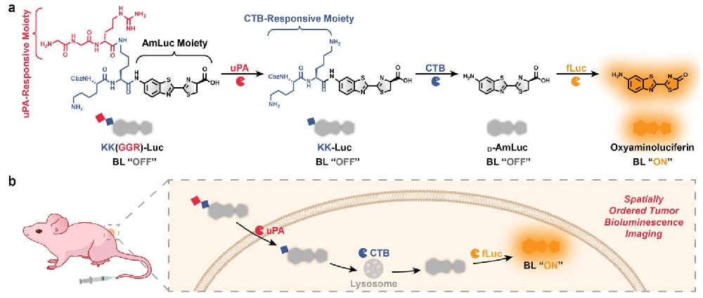 图1:KK (GGR)-Luc 的激活机制及体内成像示意图