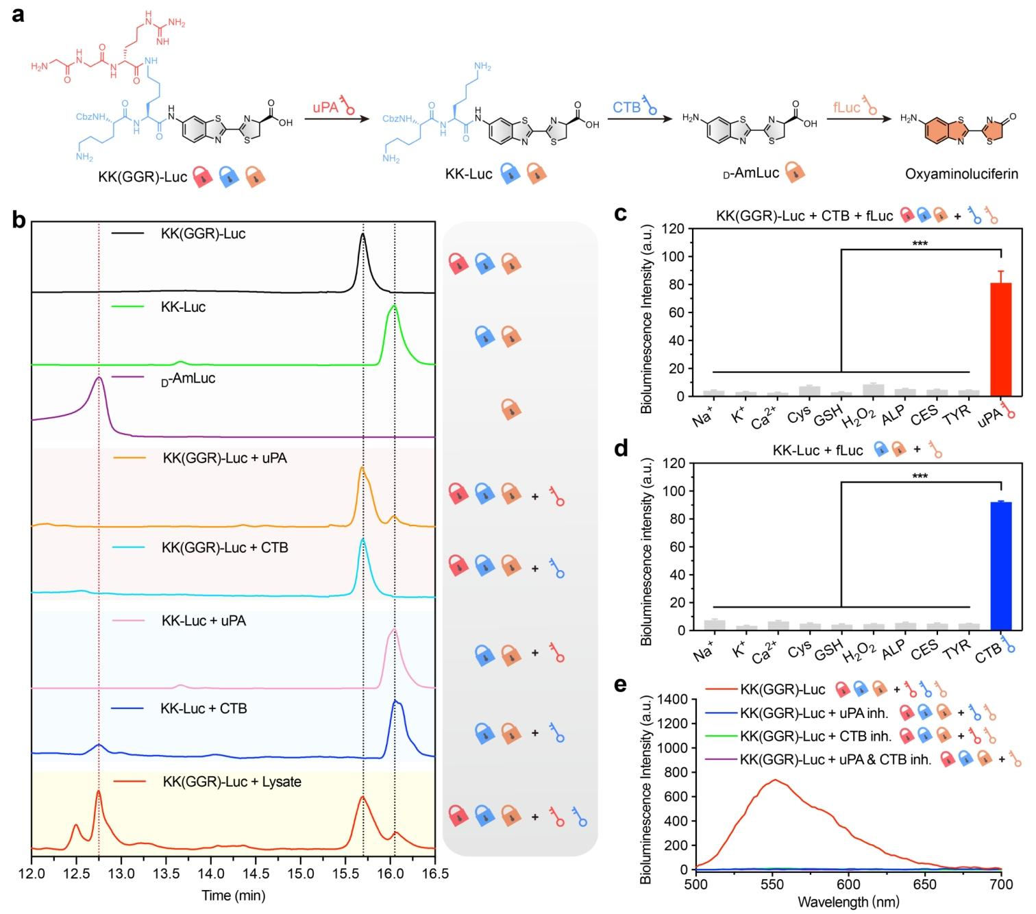 图2:KK (GGR)-Luc 的串联响应特性、选择性及生物发光光谱分析