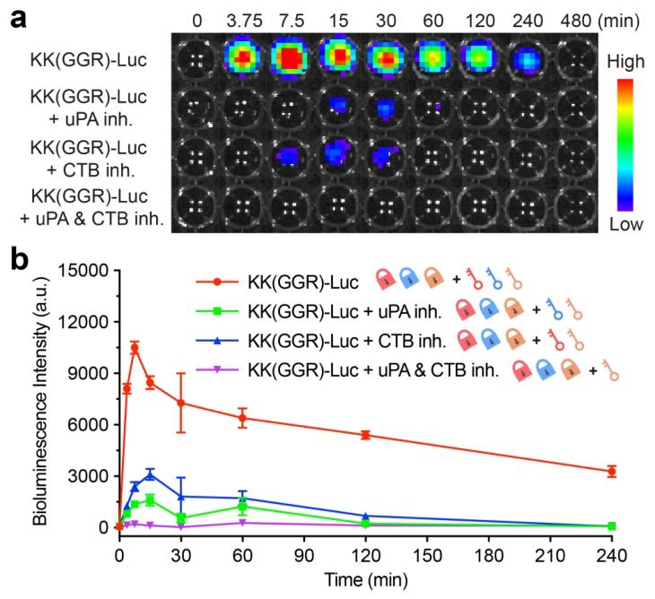 图4:fLuc 转染 4T1 细胞的生物发光成像及信号强度分析