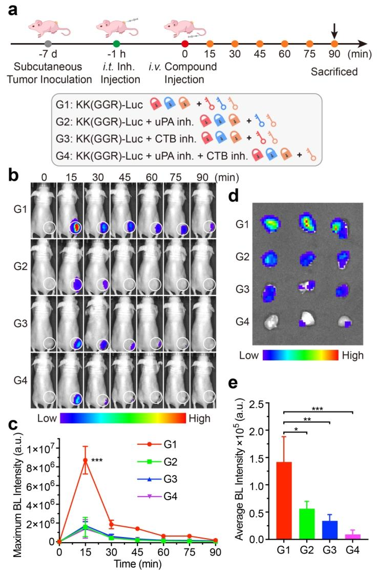 图5:裸鼠体内及肿瘤离体生物发光成像分析