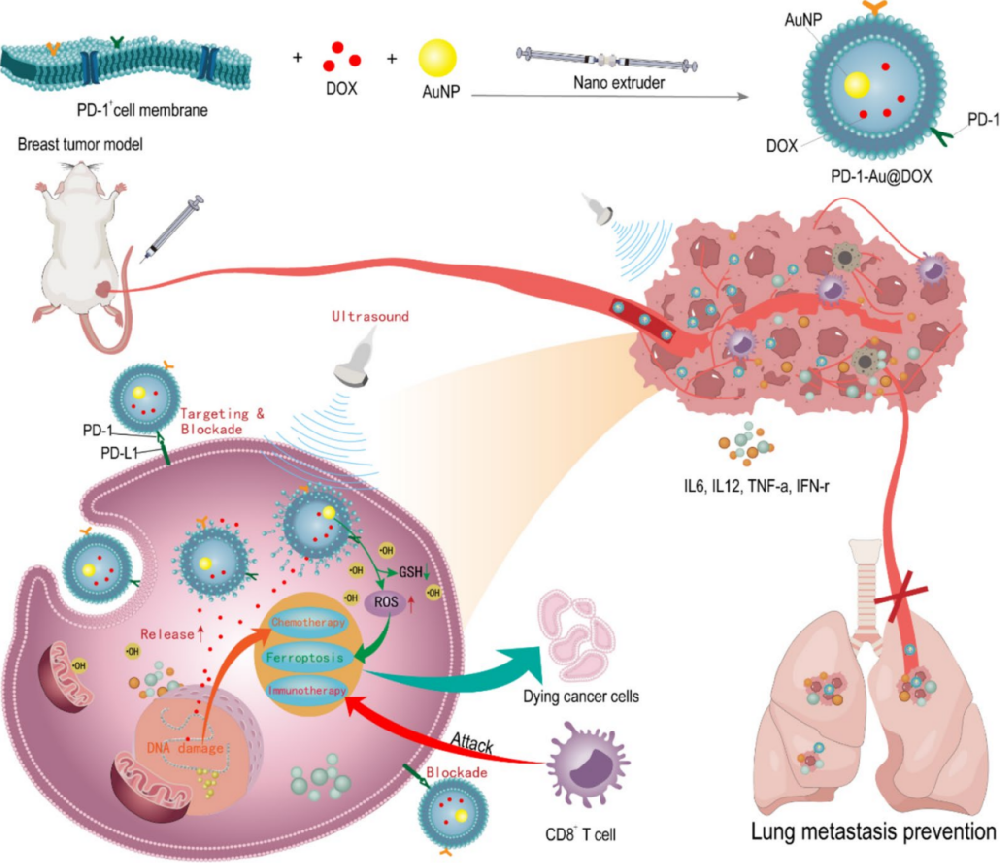 图 1 | 示意图展示了在超声辅助下,PD-1-Au@DOX 在乳腺癌治疗中的协同机制