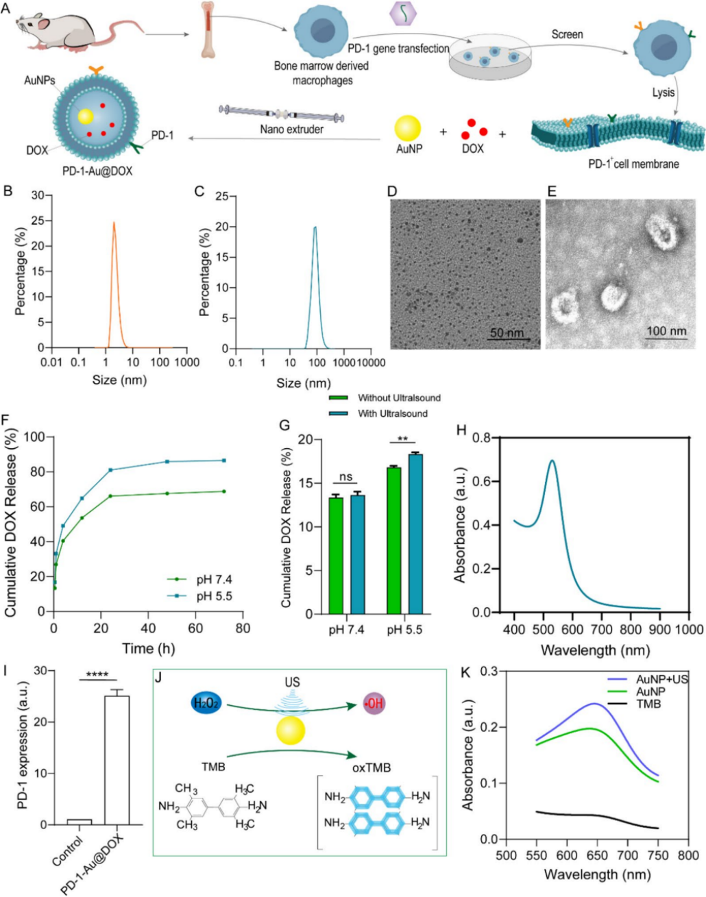 图 2 | PD-1-Au@DOX 的合成与表征