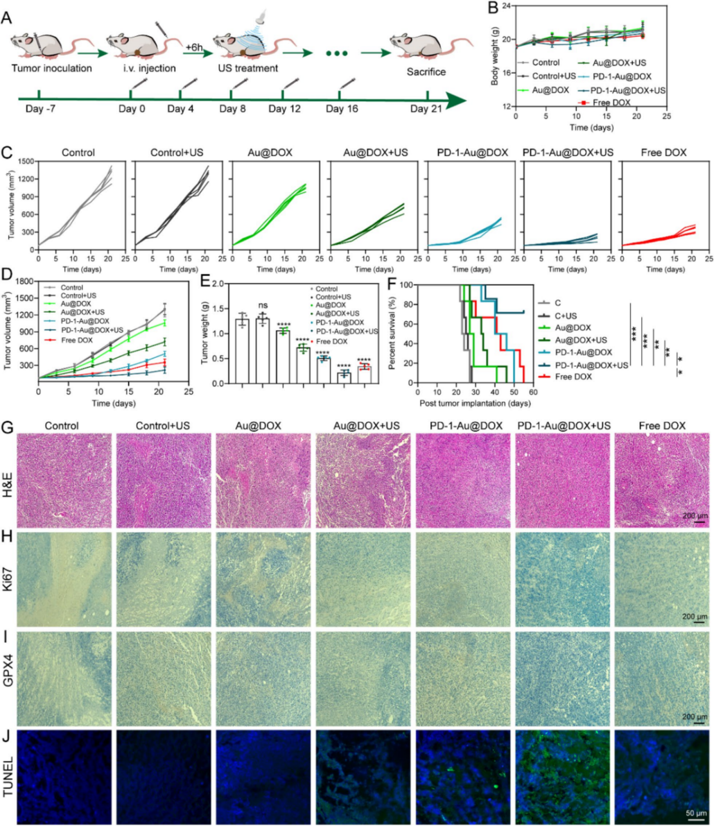 图 6 | 体内肿瘤抑制
