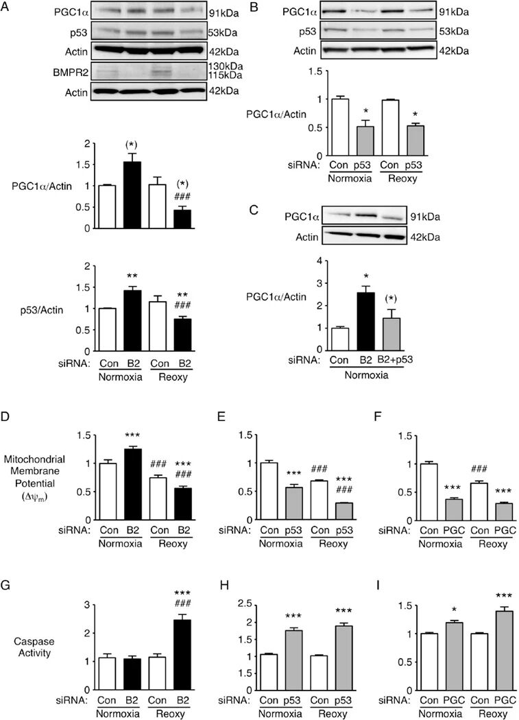 图2：BMPR2 通过调控 p53 和 PGC1α 影响 PAEC 的线粒体膜电位和凋亡