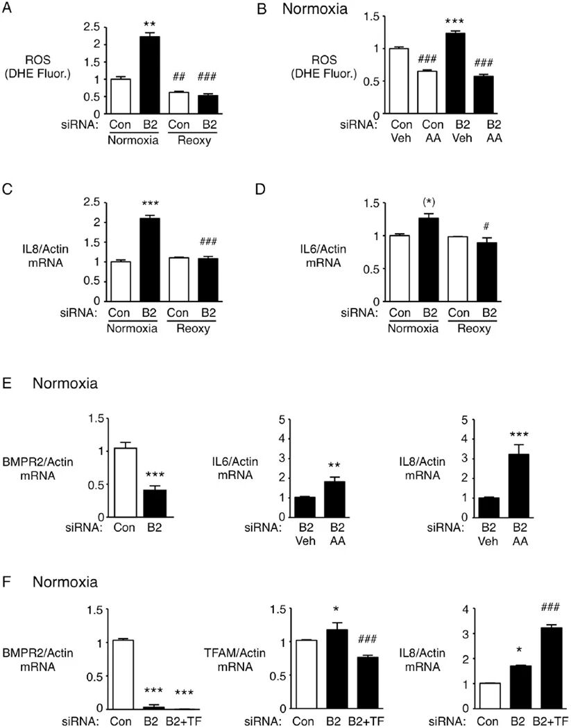 图3：BMPR2 降低在常氧下诱导 PAEC 的促炎反应