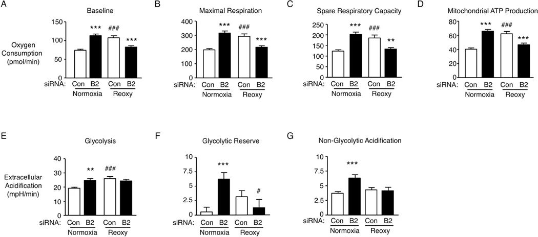 图5：BMPR2 缺失改变 PAEC 的线粒体代谢和葡萄糖利用