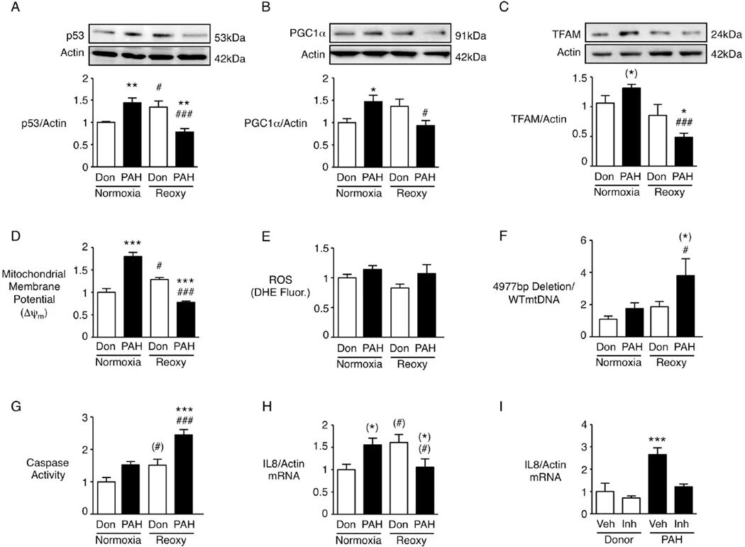 图7：BMPR2 信号与线粒体功能关联的工作模型图