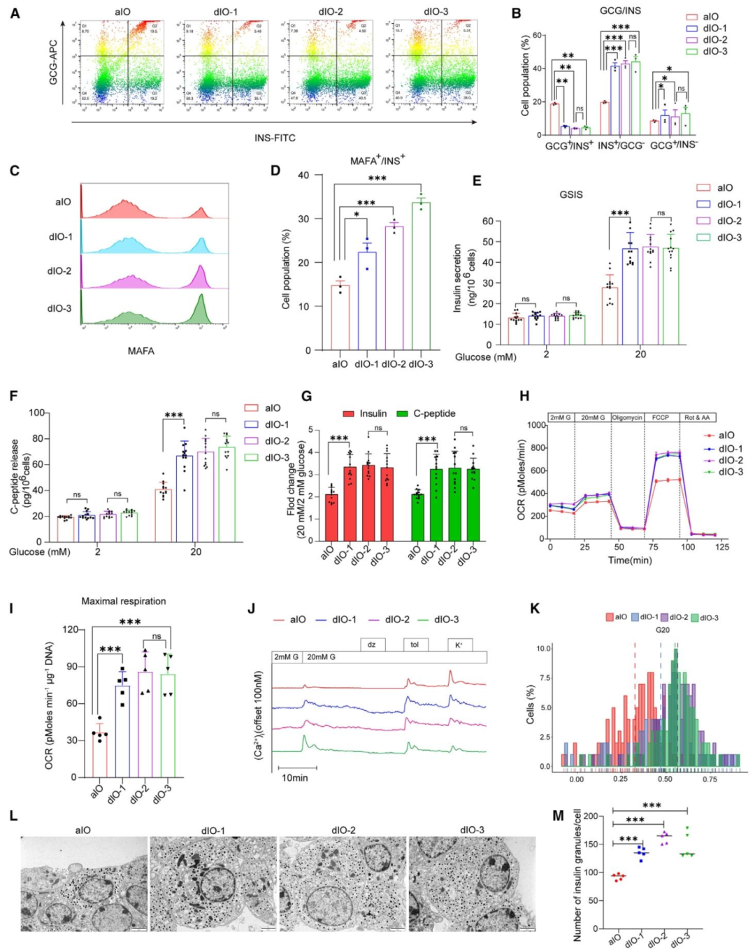图 2：dAM ECM 水凝胶增强类器官功能成熟
