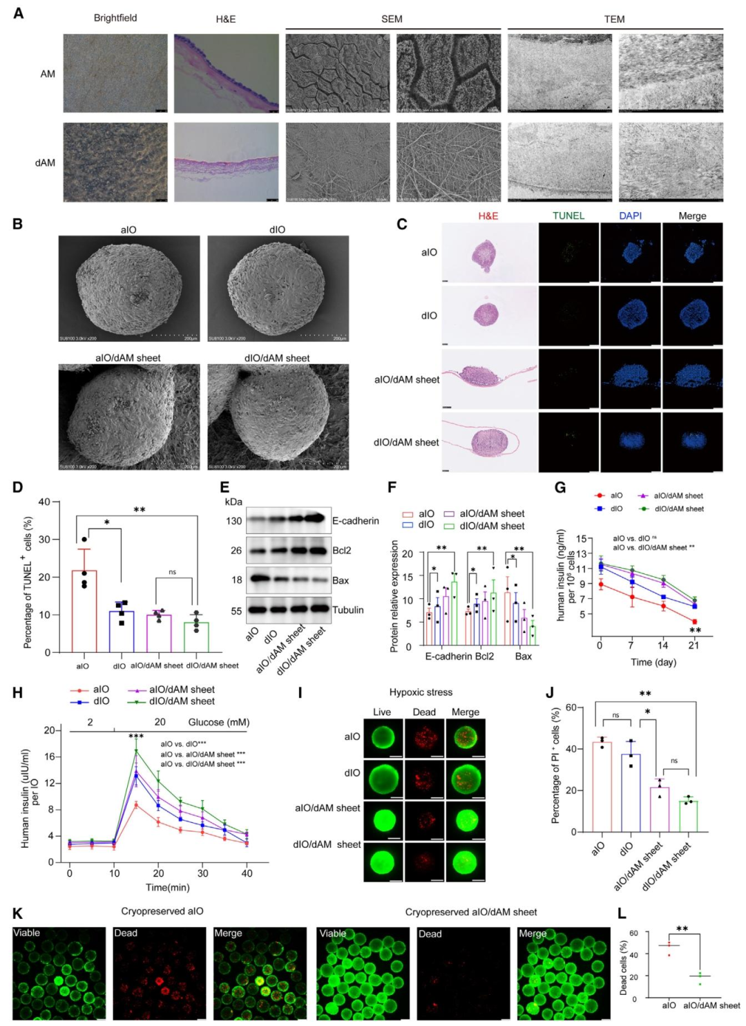 图 3：dAM sheet 维持类器官功能完整性