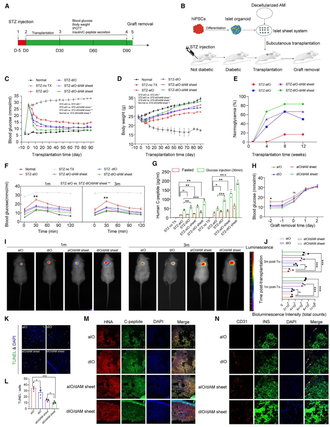 图 4：dAM sheet 促进类器官移植并逆转糖尿病