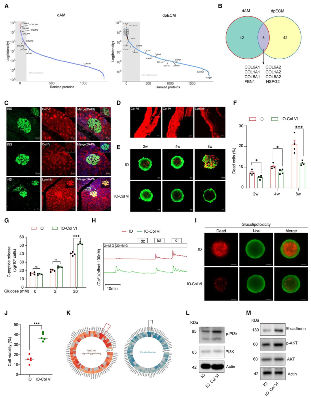 图 5：Col VI 维持类器官存活与功能