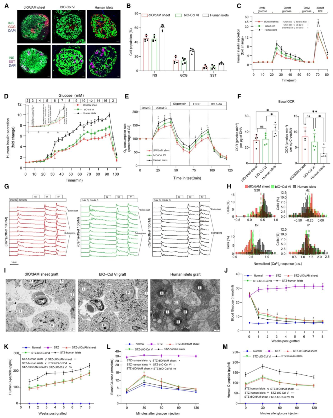 图 7：优化类器官与人类胰岛功能接近