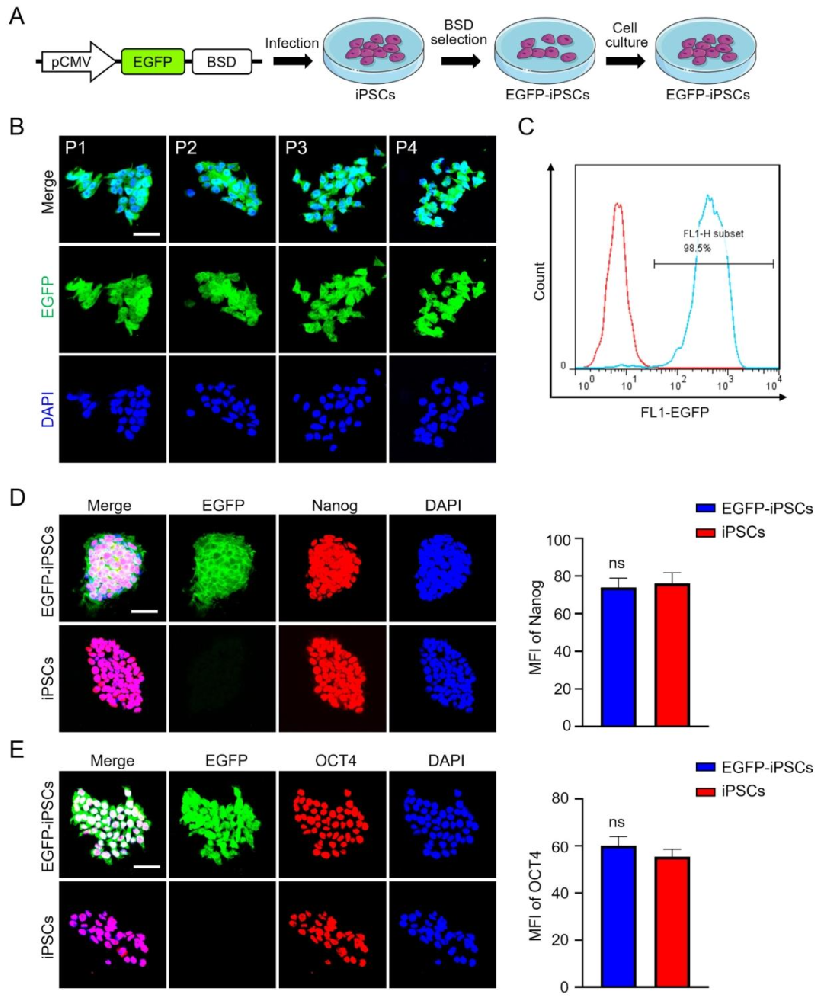 图 1：EGFP-iPSCs 的构建与鉴定