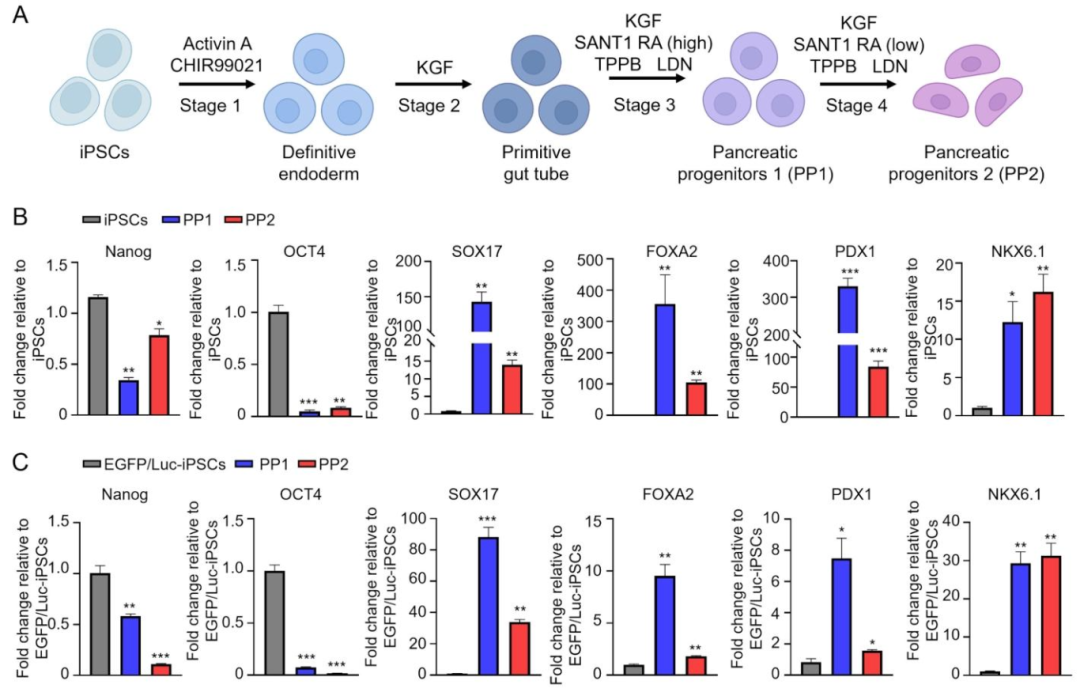 图 3：双报告 iPSCs 向胰腺祖细胞分化的分子验证