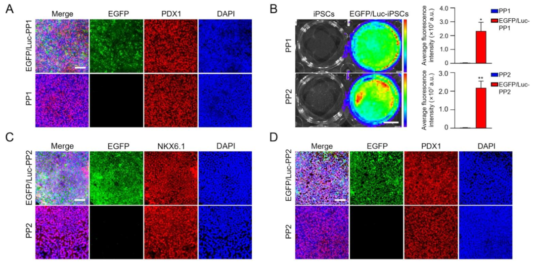 图 4：胰腺祖细胞分化的影像追踪