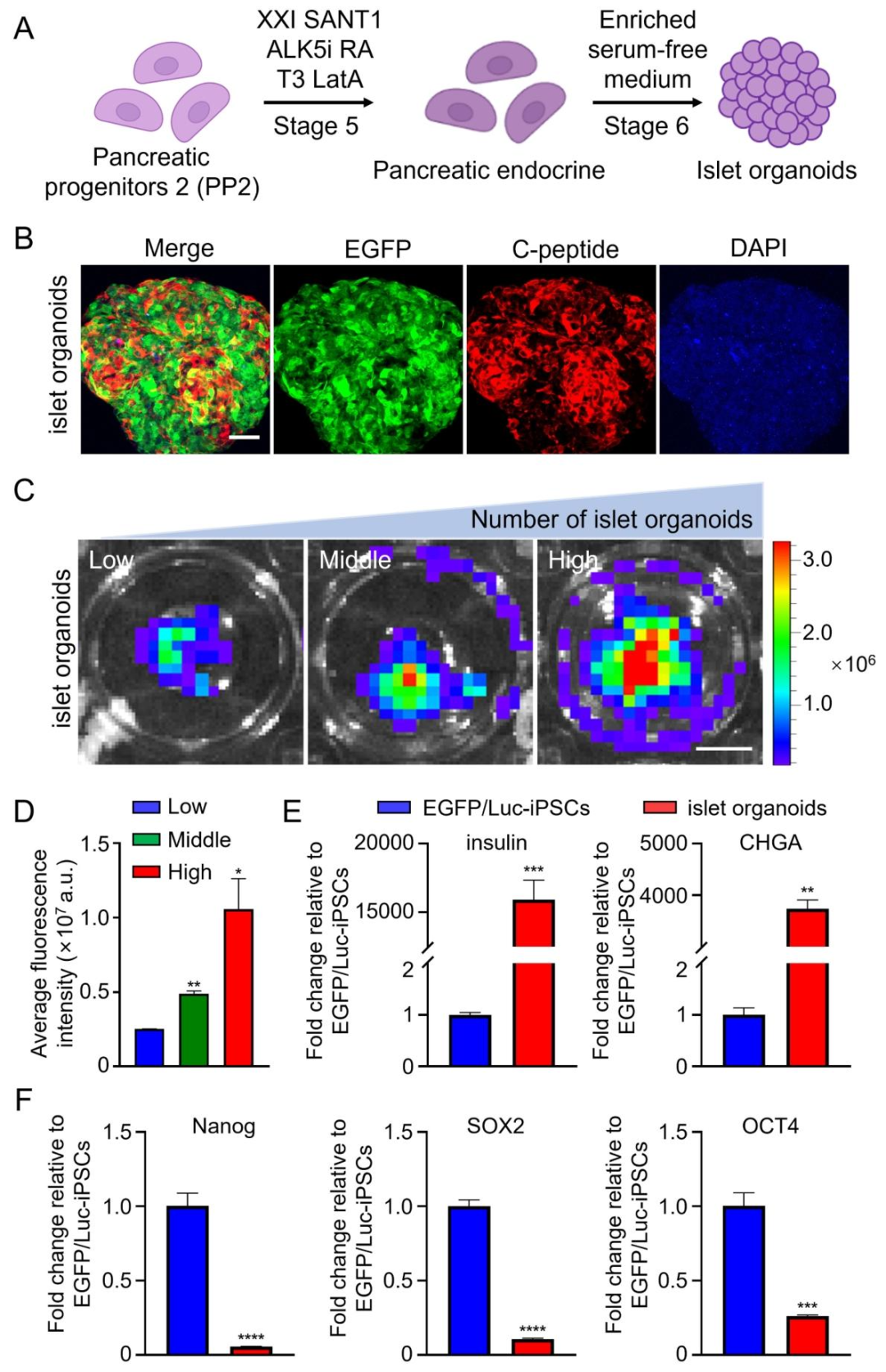 图 5：胰岛类器官分化的影像与分子验证