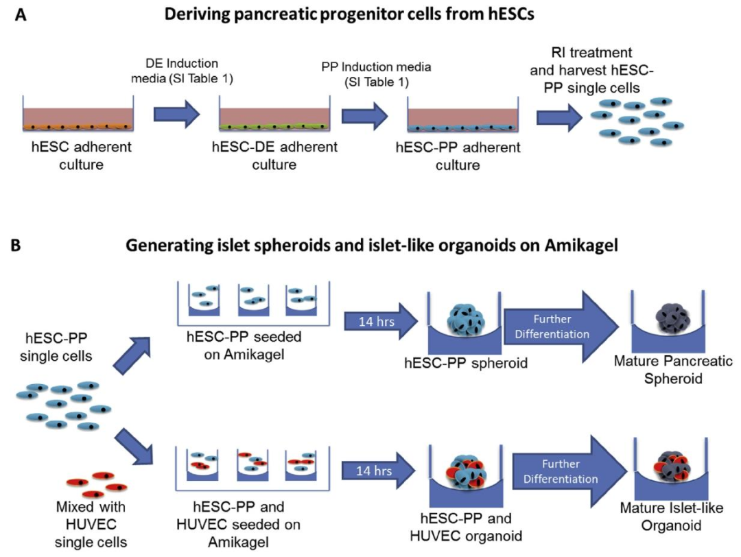 图 2:hESC 分化与类器官构建流程